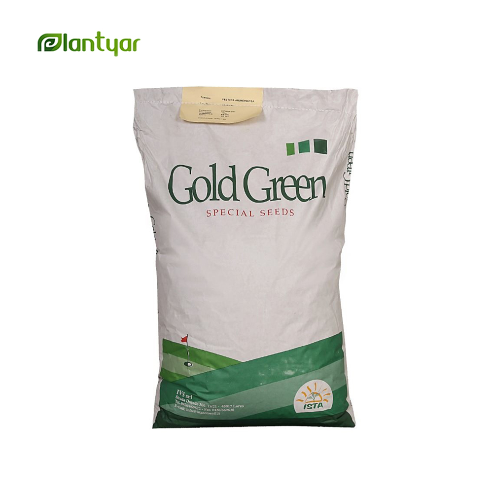 بذر چمن فستوکا آروندیناسه Festuca arundinacea
