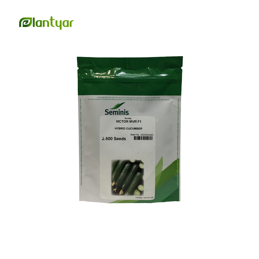 بذر خیار ویکتور(VICTOR MVR F1) 2500 عددی