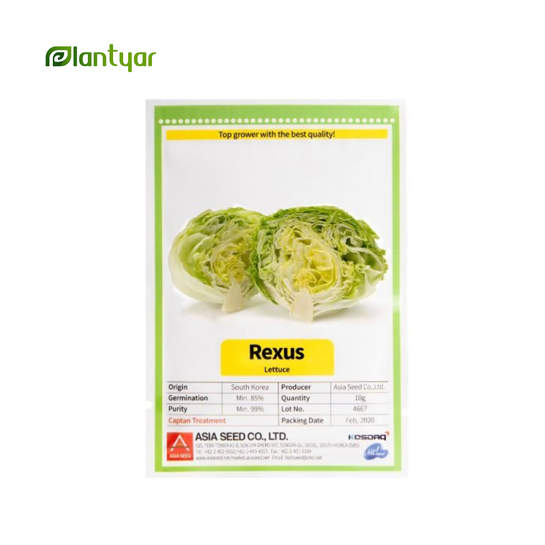 بذر کاهو پیچ رکسوس Rexus