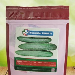 بذر خیار وندا پلاریس امریکا پاکت 2500 عددی